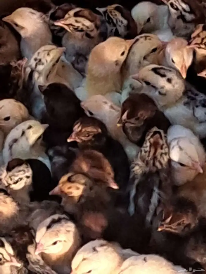 صوص بلدي وفيومي محصن جاهز 0