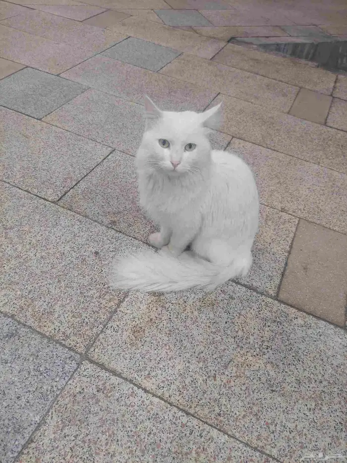 قطه ممتازه 0