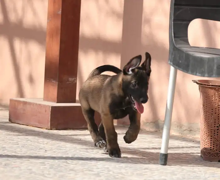 جراوي مالينو مستويات مميزه 3