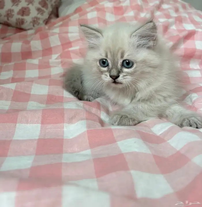 قطة همالايا فائقة الجمال للبيع 0