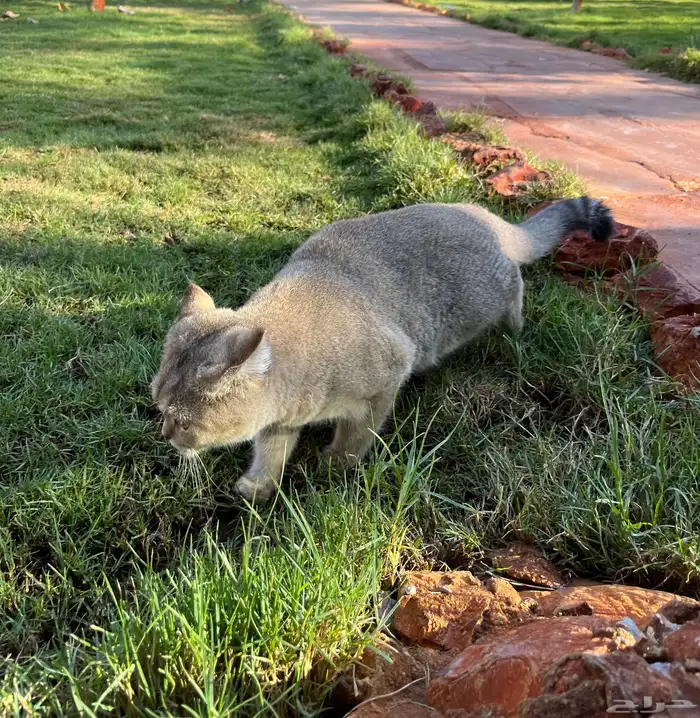 قط ذكر سكوتش ستريت 4