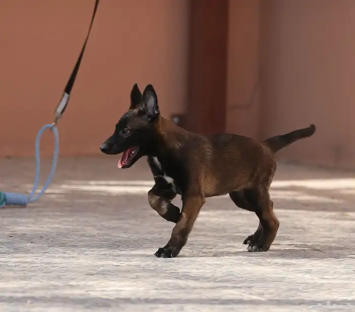 جراوي مالينو مستويات مميزه 1