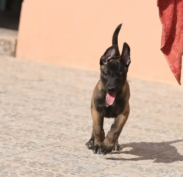 جراوي مالينو مستويات مميزه 8