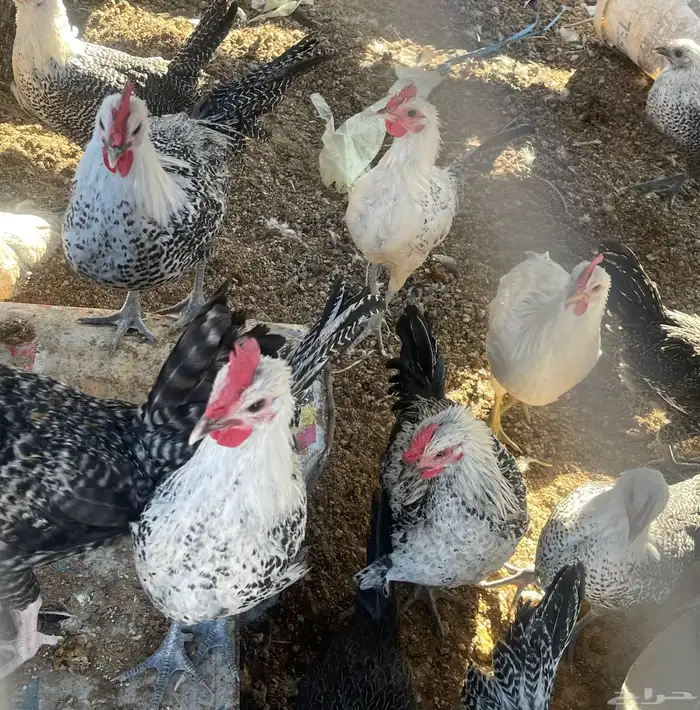 دجاج فيومي 1