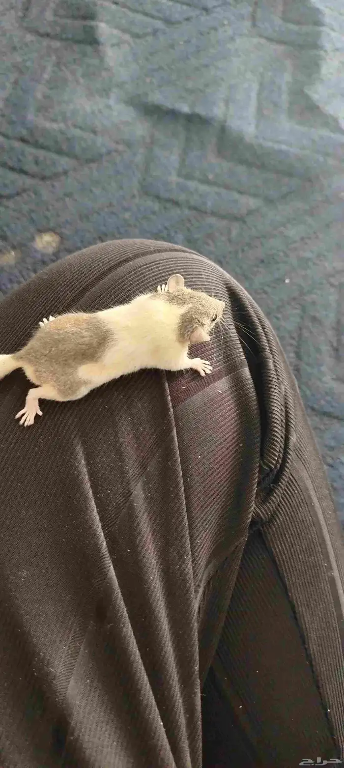 الموقع البوالي بانحراء قريش جده 3