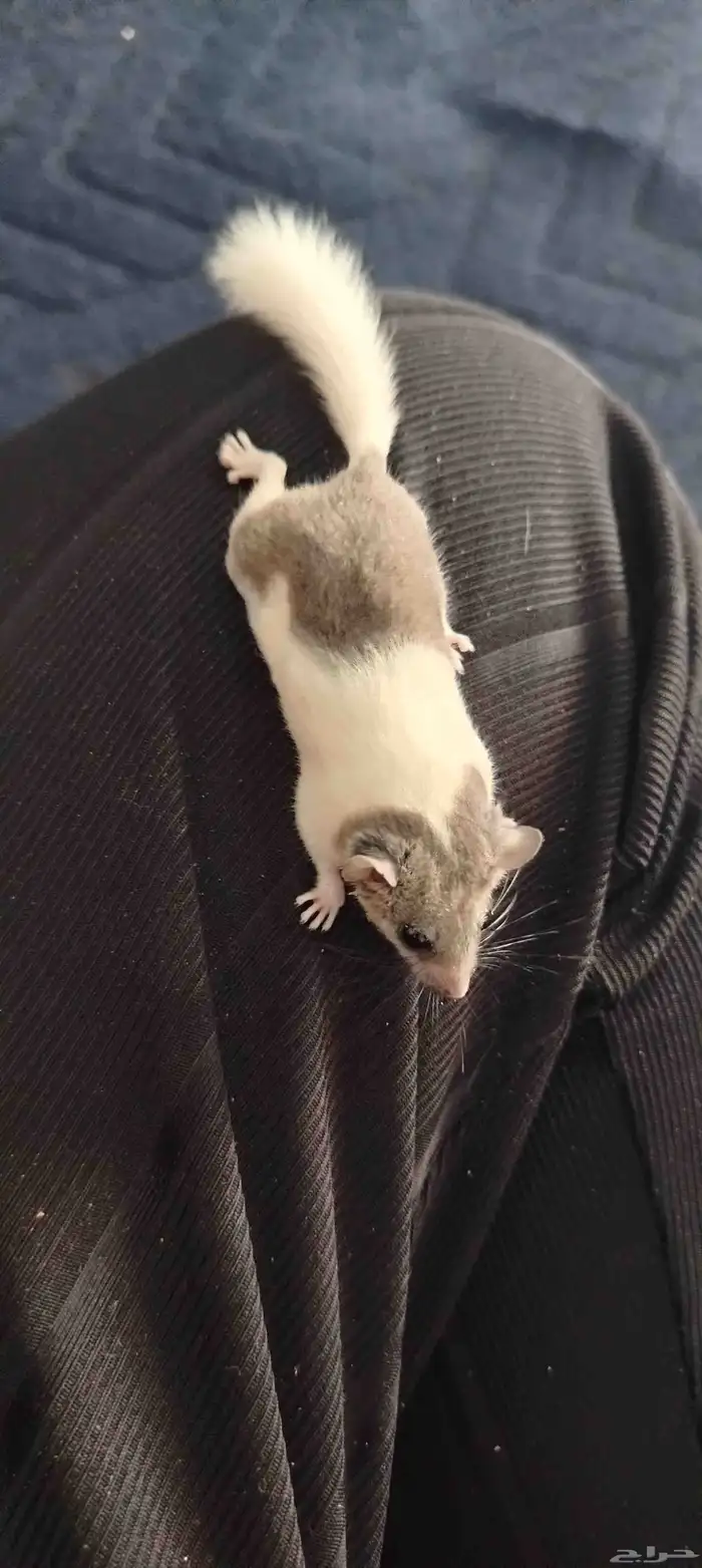 الموقع البوالي بانحراء قريش جده 0