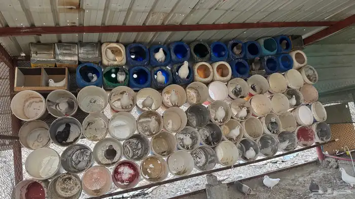 حمام فرنسي 0