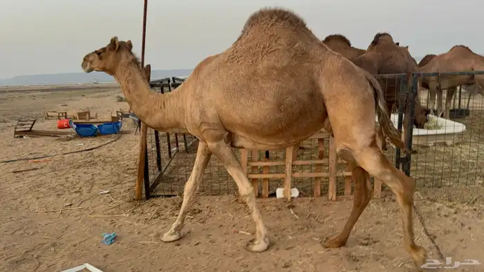 ملاقي ساحلية وعلى وشك الولادة 1