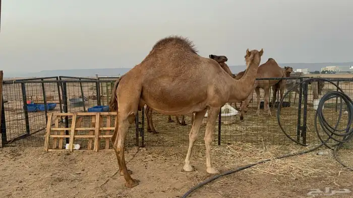 ملاقي ساحلية وعلى وشك الولادة 2