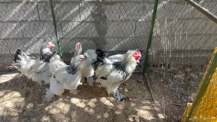 اللبيع دجاج براهما 4