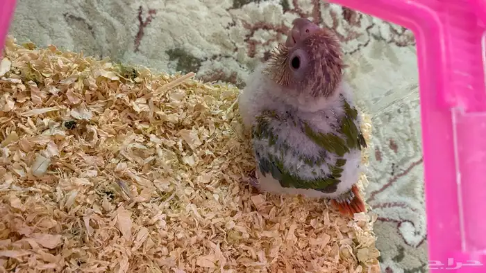 ببغاء فرخ صين كنيور أناناس 3