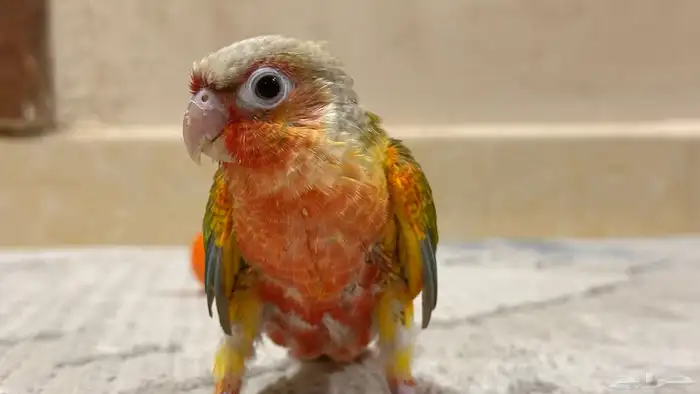 فرخ كنيور اناناس رد فاكتور 1