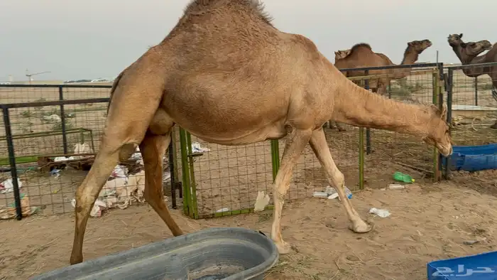 ملاقي ساحلية وعلى وشك الولادة 4