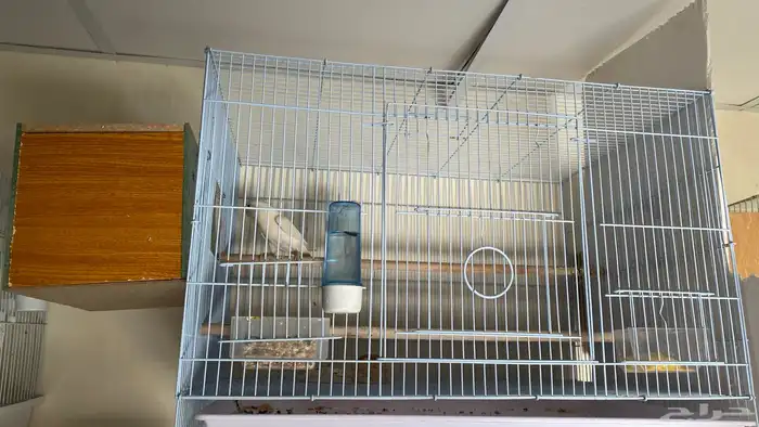 زوج روز البينو عيون حمر حجم فاخر 6