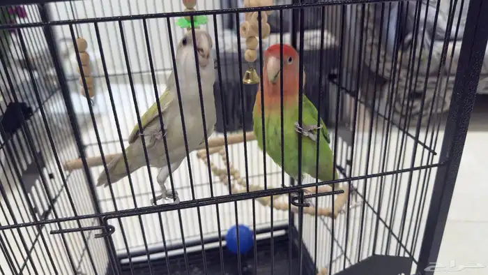 جوز روز للبيع على السوم 5