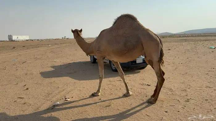 ملاقي ساحلية وعلى وشك الولادة 12