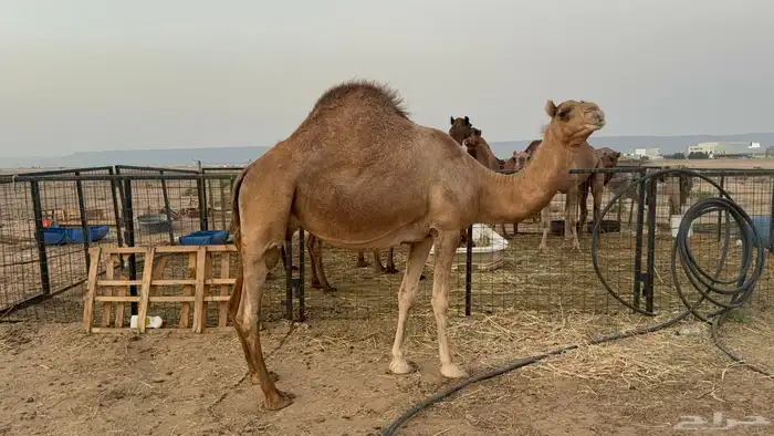 ملاقي ساحلية وعلى وشك الولادة 3