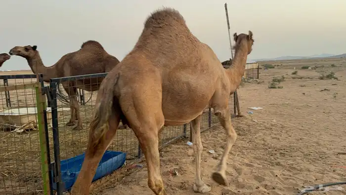 ملاقي ساحلية وعلى وشك الولادة 6