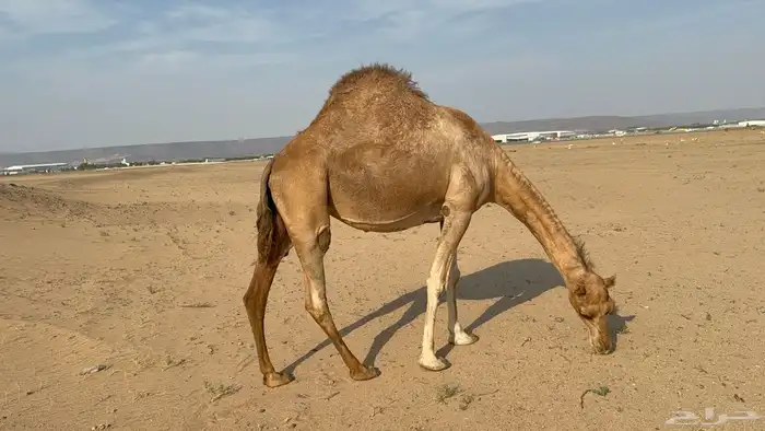 ملاقي ساحلية وعلى وشك الولادة 15