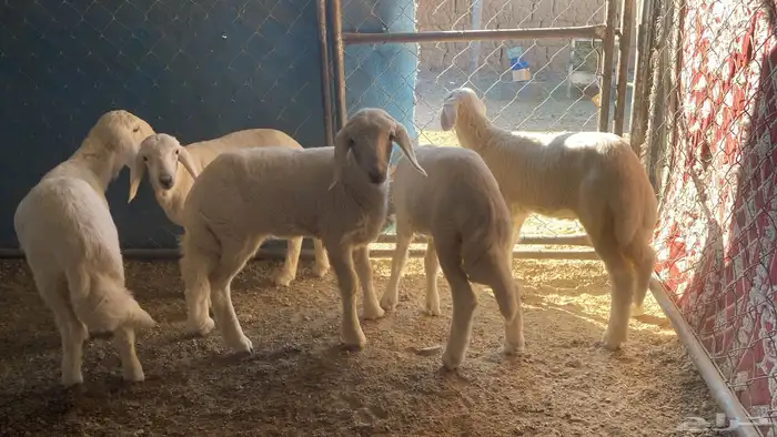 5رخال كفو ونظاف 2