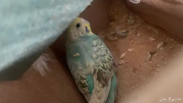 جوز بادجي باكستاني 1