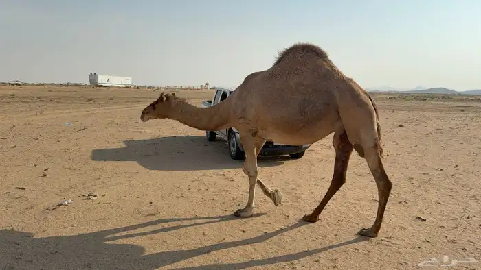 ملاقي ساحلية وعلى وشك الولادة 10