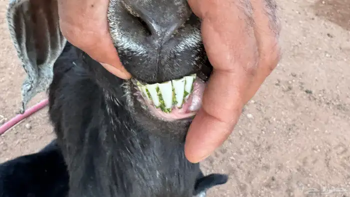 عنز تحته ثلاث 1