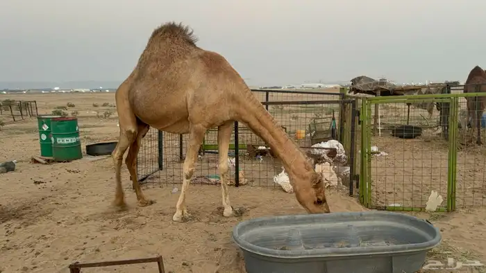 ملاقي ساحلية وعلى وشك الولادة 8