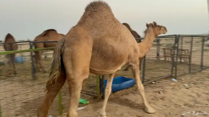 ملاقي ساحلية وعلى وشك الولادة 5