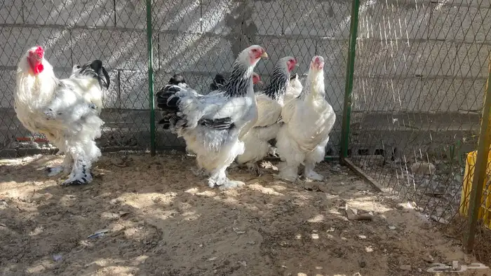 اللبيع دجاج براهما 8