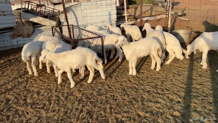 24 بهم هرافي نضيف وشعره وعظم طيب 4