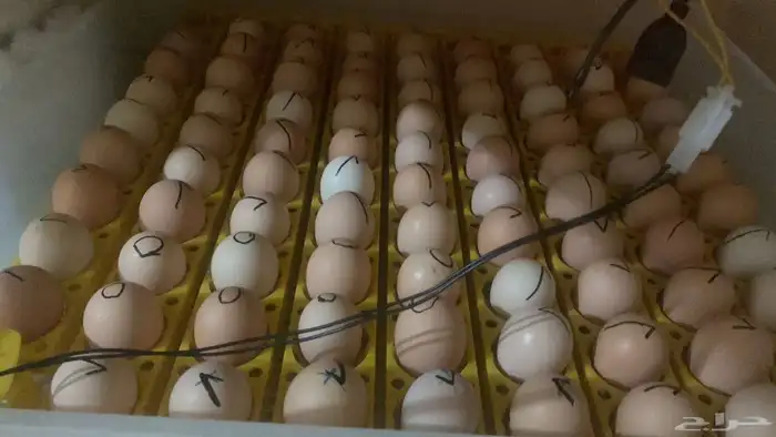 احتاج موصل من الباحة لجدة 0