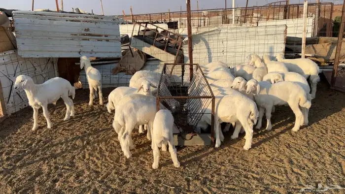 24 بهم هرافي نضيف وشعره وعظم طيب 2