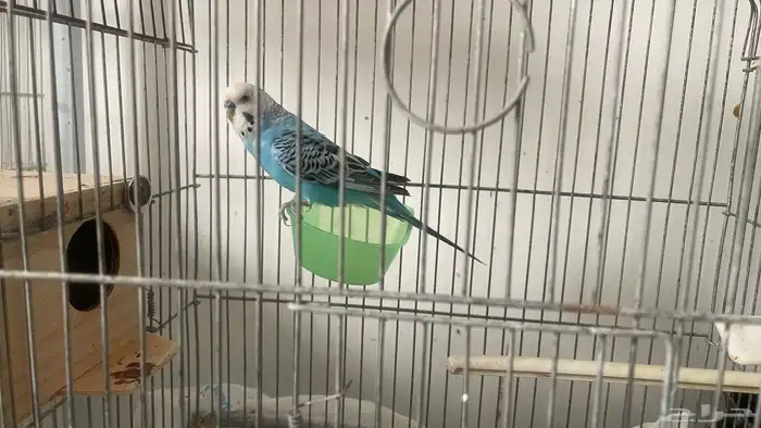 جوز بادجي باكستاني 0