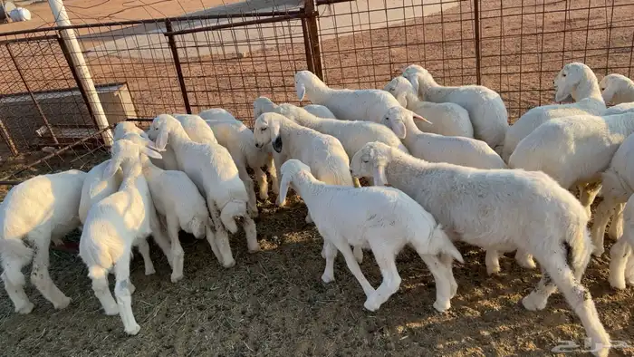 24 بهم هرافي نضيف وشعره وعظم طيب 0