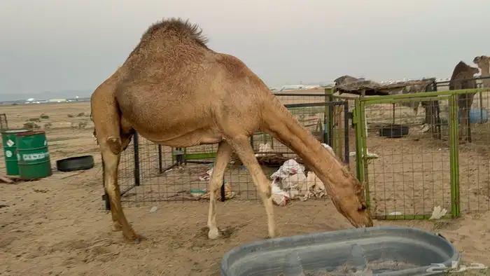 ملاقي ساحلية وعلى وشك الولادة 7