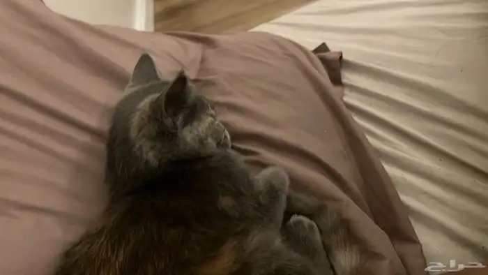 قطه للتبني لوسي 2