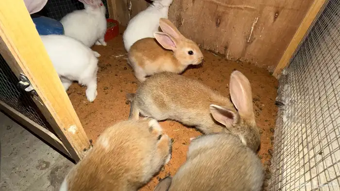 ارانب صغار 1