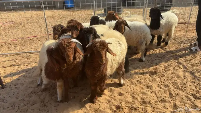 هرافي نعيم 0