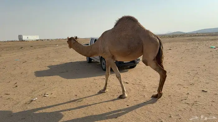 ملاقي ساحلية وعلى وشك الولادة 11