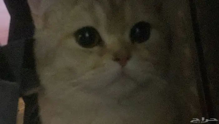 بسه مفقود اسمه ليون و ناديه بسبس 2