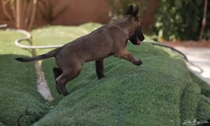 جراوي مالينو مستويات مميزه 11