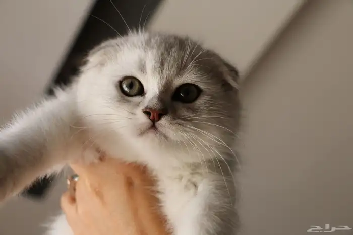 قط سكوتش فولد لون جميل للبيع 2