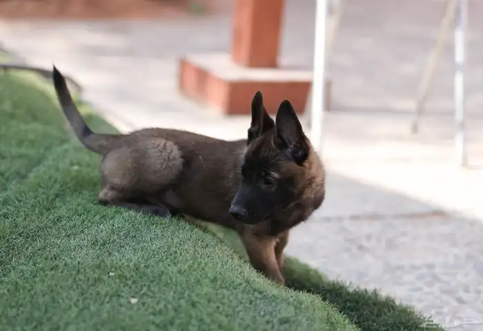 جراوي مالينو مستويات مميزه 10