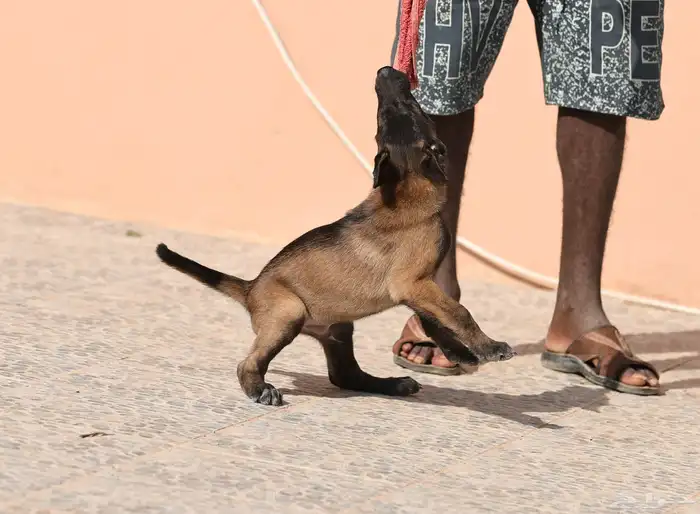 جراوي مالينو مستويات مميزه 7