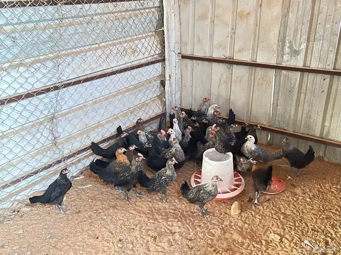 دجاج فيومي المنيوم 8