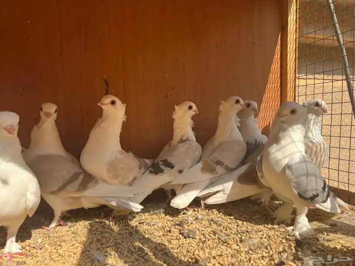 حمام زينة - 13 حبة حب رمان مكتفات جملة 1