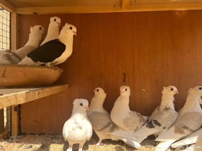 حمام زينة - 13 حبة حب رمان مكتفات جملة 0