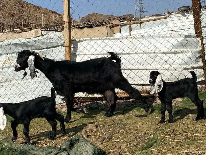 عنز عارضيه صنف والد تحتها تيس وجفره 27