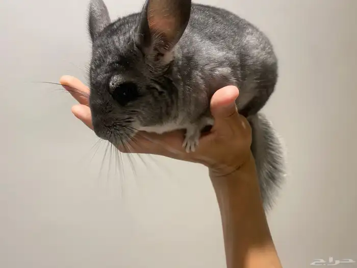 انثى شنشيلا حامل 2